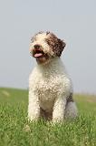 LAGOTTO 145